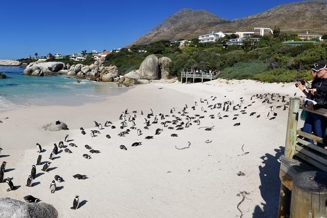 Private Tour Of Penguins, Cape Of Good Hope & Peninsula. - Chapman’s Peak is the scenic driving star