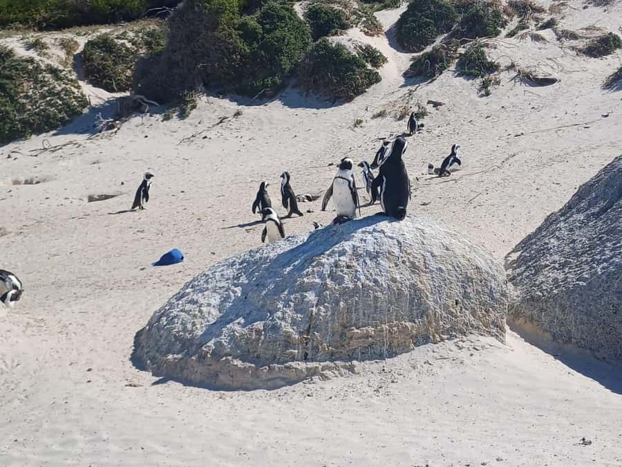 Robben island,Cape of good hope ,Penguin, Muizenberg,Bokaap - What to bring and how to prepare