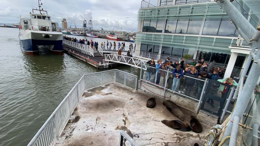 Robben Island Half Day Tour with Pre-Booked Ticket - The 30-minute ferry across the bay