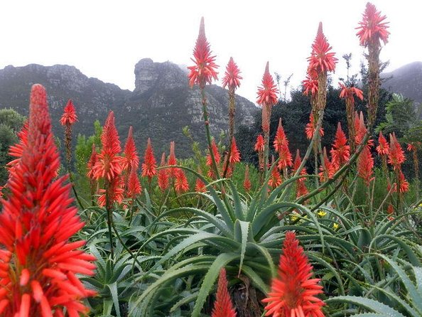 Robben Island ,Kirstenbosch Gardens and Groot Constantia. - Robben Island and the meaning of Mandela’s cell