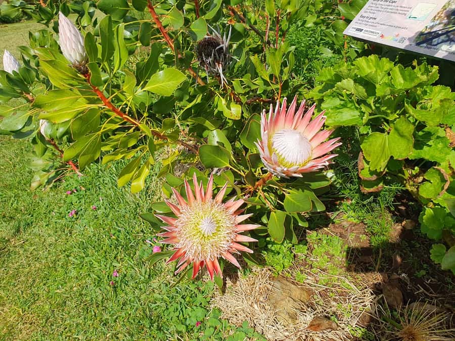Robben Island, Table Mountain & Kirstenbosch, From Cape Town - How to make the day run better