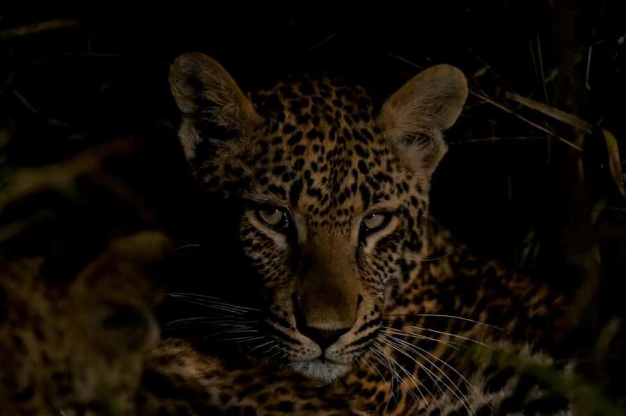 Sabie Game Reserve: Sunset Safari with Sundowners - Why Sabie Game Reserve makes a good sunset choice