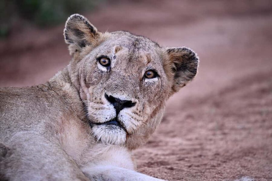 Sabie Game Reserve: Sunset Safari with Sundowners - Sunset, sundowners, and the changing light