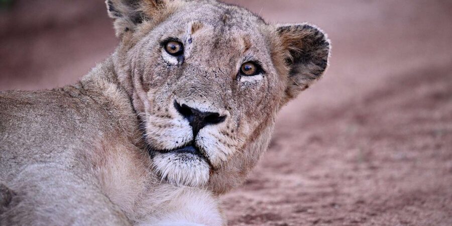 Sabie Game Reserve: Sunset Safari with Sundowners - Weather can change the whole outing