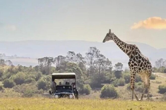 SAFARI Aquila Game Reserve - Round trip + Lunch incl. (Cape Town) - Key points at a glance