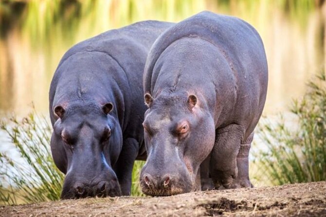 SAFARI Aquila Game Reserve - Round trip + Lunch incl. (Cape Town) - Two hours in an open safari vehicle