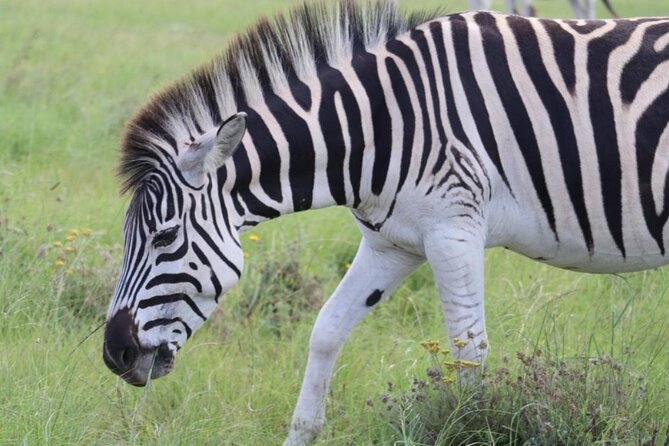 SAFARI Aquila Game Reserve - Round trip + Lunch incl. (Cape Town) - Is $276.39 a fair price?