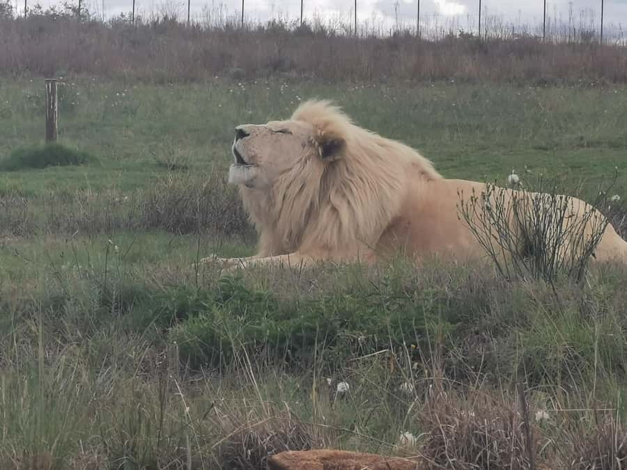 Safari at Lion and Rhino Park / Lesedi Culture Village - Key points to know before booking