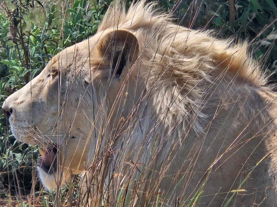 Safari at Lion and Rhino Park / Lesedi Culture Village - Two very different South African experiences in six hours
