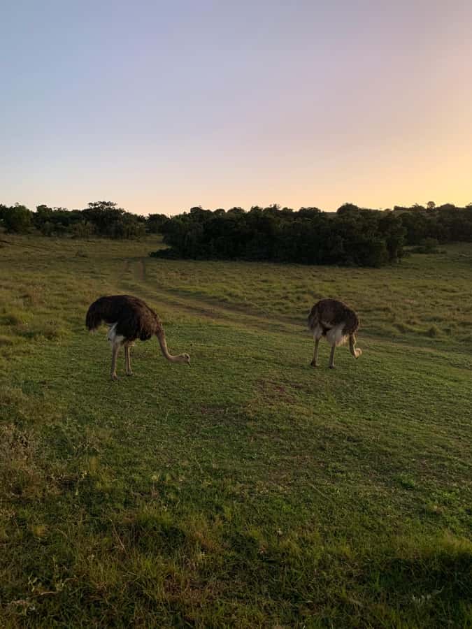 Safari into Schotia Full Day Tour - Key points at a glance