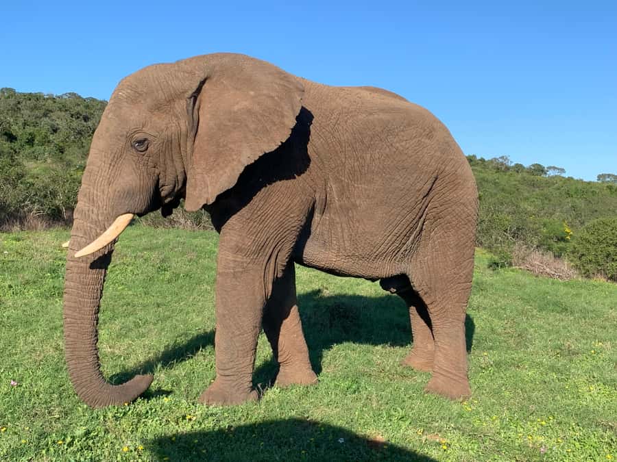 Safari into Schotia Full Day Tour - Nine hours gives the safari room to breathe