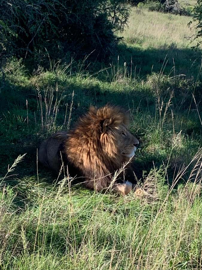 Safari into Schotia Full Day Tour - What the open vehicle changes
