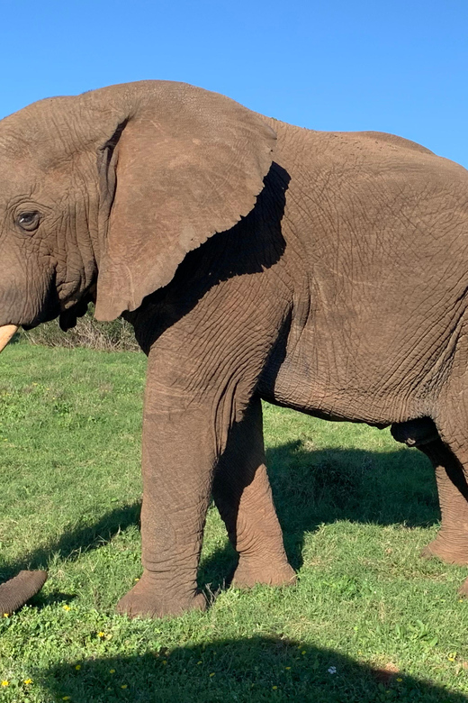 Safari into Schotia Full Day Tour - Who will enjoy this safari most