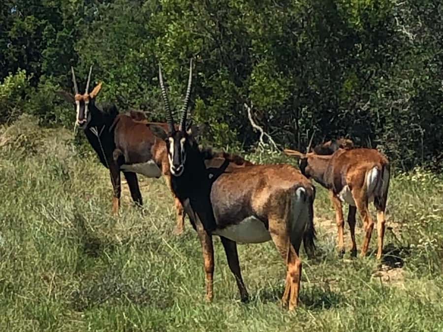 Safari into Schotia Half Day Tour - A four-hour safari in South Africa’s Eastern Cape