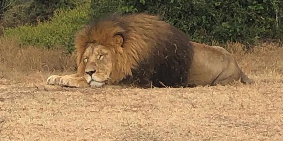 Safari into Schotia Half Day Tour - Guides who add meaning to the drive