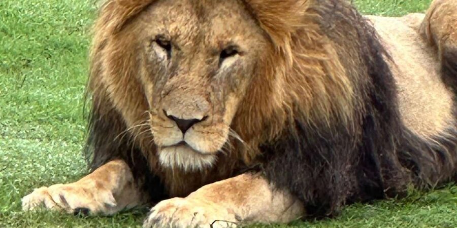 Safari into Schotia Half Day Tour - The arrival and pre-drive wait