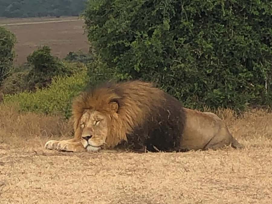 Safari into Schotia Half Day Tour - What the braai adds to the value