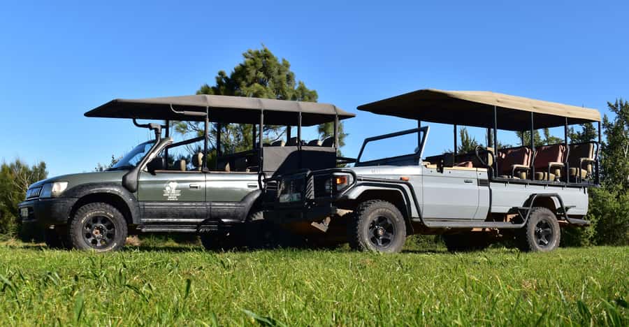 Safari into Schotia Half Day Tour - Riding in the open safari vehicle