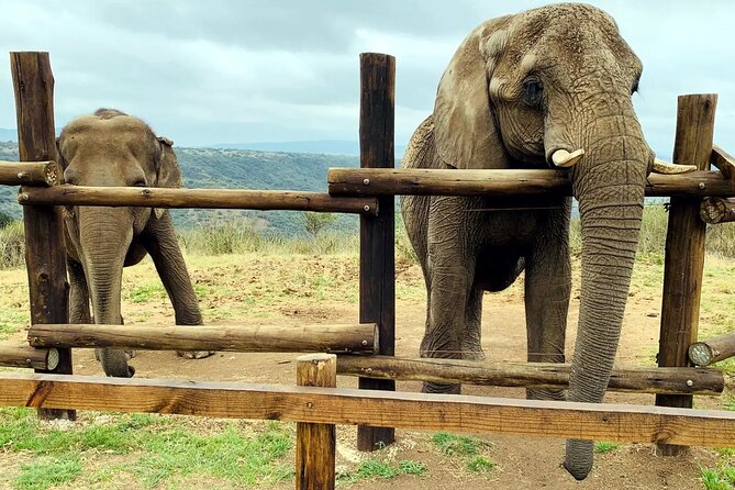 Safari & PheZulu Village Day Tour from Durban - Why this is a useful safari from Durban