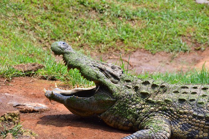 Safari & PheZulu Village Day Tour from Durban - Tala Game Reserve offers the broadest animal list