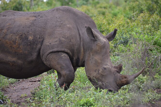 Safari & PheZulu Village Day Tour from Durban - Birds of prey add an educational stop
