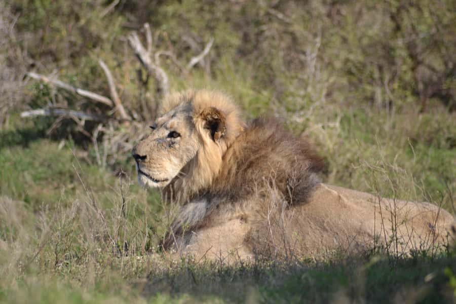 Schotia: Open Safari Jeep - Full Day Safari with Lunch - Key points at a glance