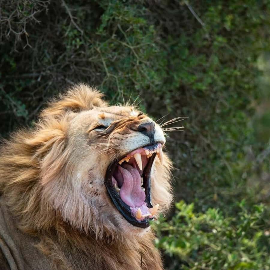 Schotia: Open Safari Jeep - Full Day Safari with Lunch - Chapter One: morning wildlife and coffee with rusks