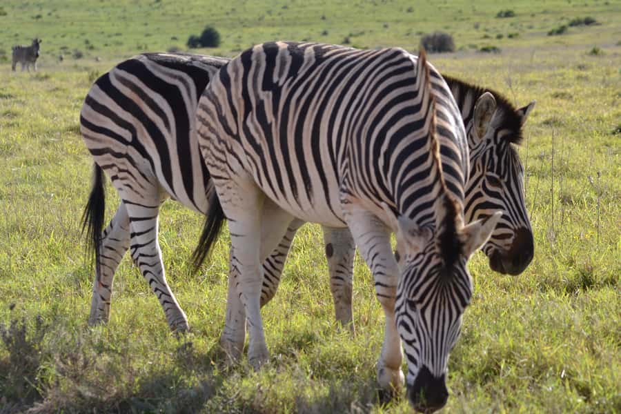 Schotia: Open Safari Jeep - Full Day Safari with Lunch - Chapter Two: a South African braai at lunchtime