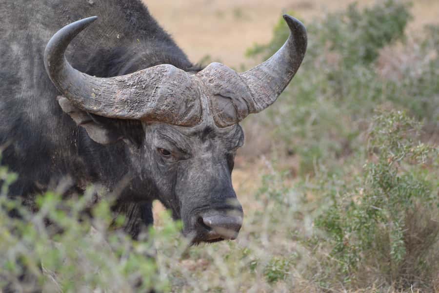 Schotia: Open Safari Jeep - Full Day Safari with Lunch - Joel Manjoko and the guide experience