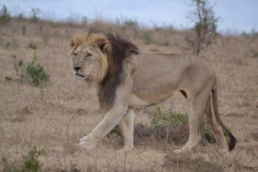 Schotia: Open Safari Jeep - Full Day Safari with Lunch - What $196 includes, and where the value lies