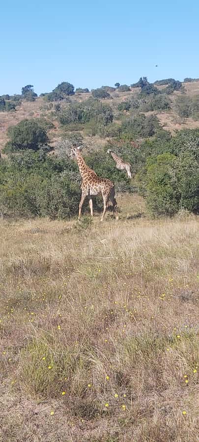 Schotia: Open Safari Jeep - Full Day Safari with Lunch - Practical comfort and what to bring