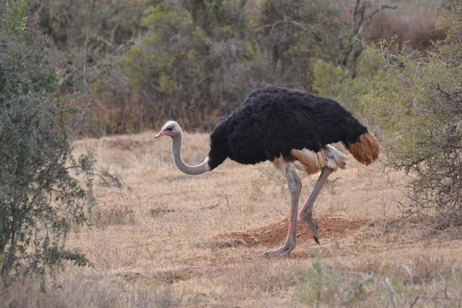 Schotia: Open Safari Jeep - Full Day Safari with Lunch - Who should book this safari?