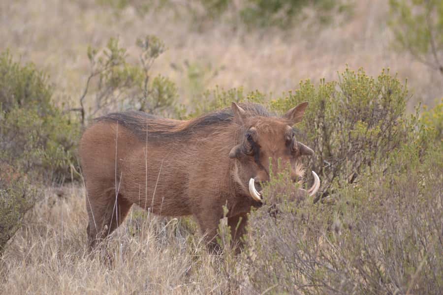 Schotia: Open Safari Jeep - Full Day Safari with Lunch - The 8:00 am pickup from Port Elizabeth