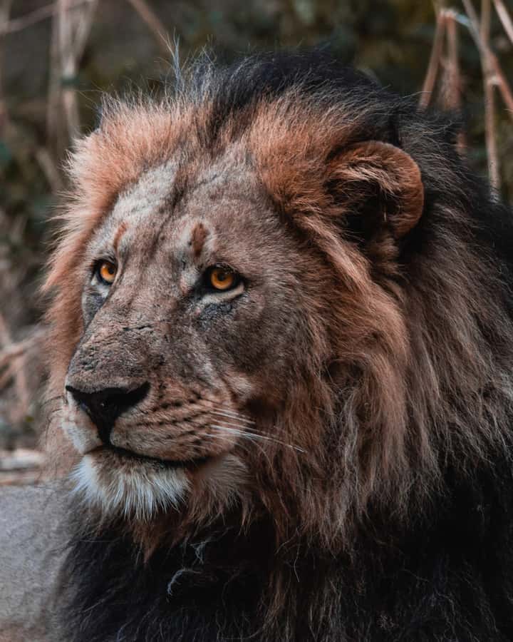 Schotia Private Game Reserve Safari - Four hours among Schotia’s wildlife