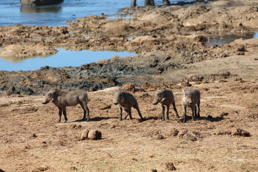 Schotia Private Game Reserve Safari - Is $230 a fair price?