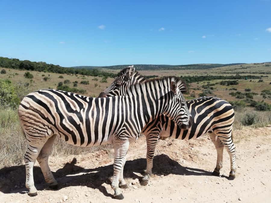 Schotia Private Game Reserve Safari - The 50-minute ride from Port Elizabeth