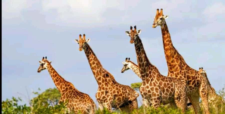 Schotia Safaris: Best Wildlife Encounters in Port Elizabeth - Key points to know before you book