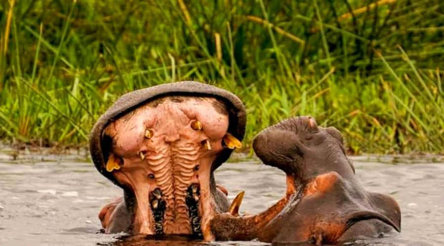Schotia Safaris: Best Wildlife Encounters in Port Elizabeth - From Port Elizabeth harbor to Schotia’s game tracks