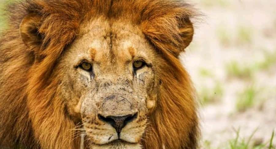 Schotia Safaris: Best Wildlife Encounters in Port Elizabeth - Is the $227 price fair?