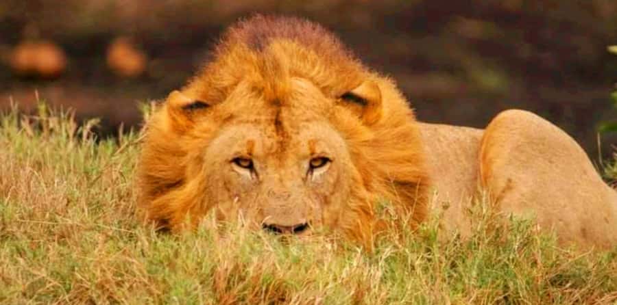 Schotia Safaris: Best Wildlife Encounters in Port Elizabeth - The honest strengths and weak points