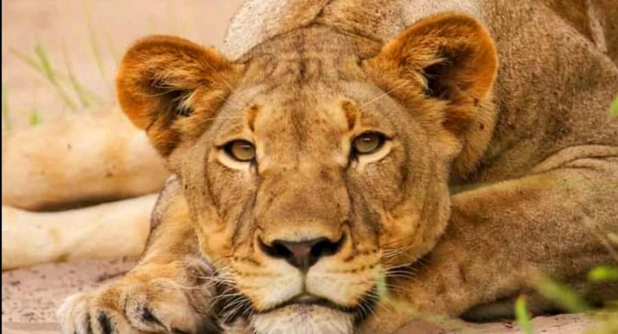 Schotia Safaris: Best Wildlife Encounters in Port Elizabeth - Four hours in an open 4x4 vehicle