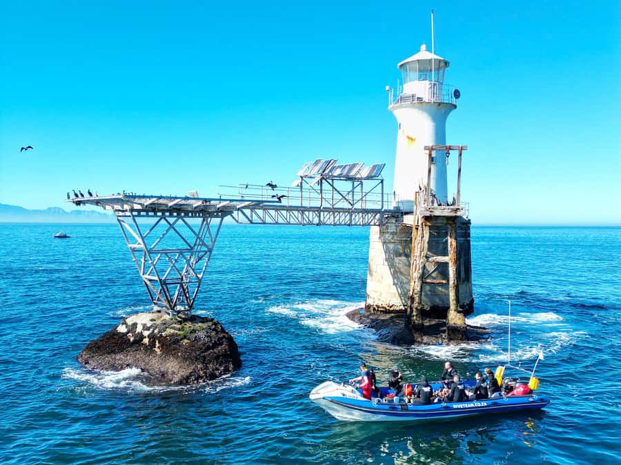 Scuba Dive in Cape Town: 2 Dives for certified divers - Key points to know before booking