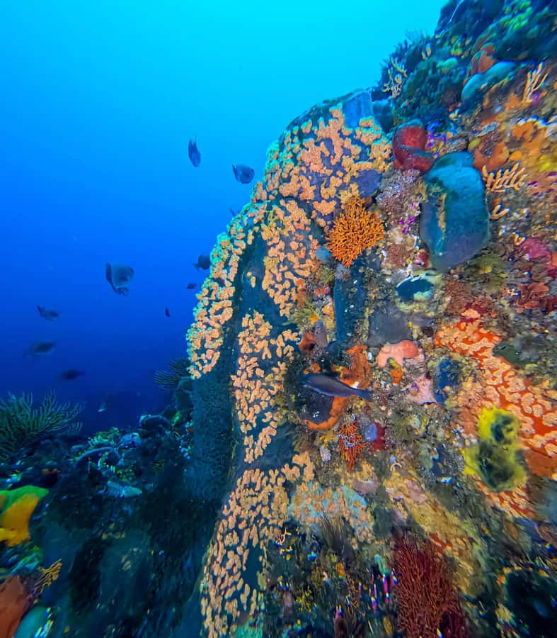Scuba Dive in Cape Town: 2 Dives for certified divers - Starting at 66 St George’s Street in Simon’s Town