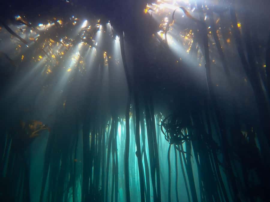 Scuba Dive in Cape Town: 2 Dives for certified divers - First underwater stop: reefs, wrecks, and changing conditions
