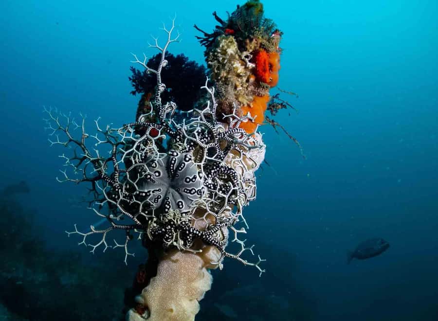 Scuba Dive in Cape Town: 2 Dives for certified divers - The surface break: hot chocolate and mountain views