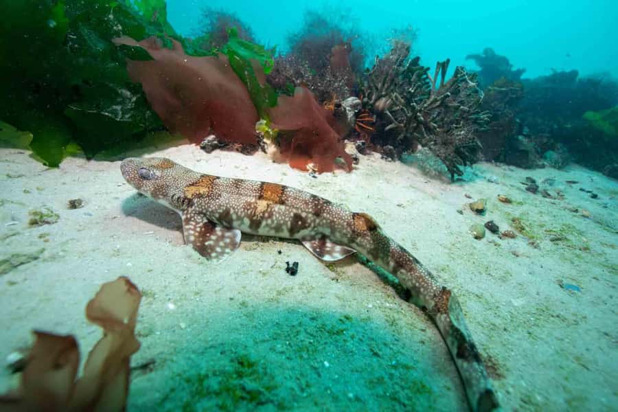 Scuba Dive in Cape Town: 2 Dives for certified divers - Second underwater stop: Cape Town’s kelp forest