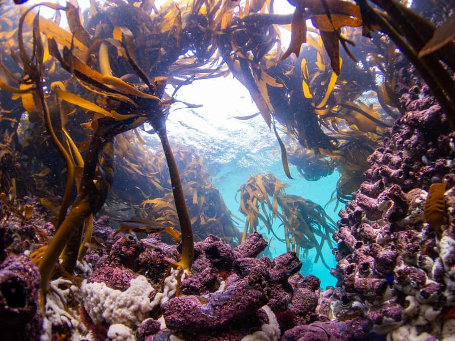 Scuba Dive in Cape Town: 2 Dives for certified divers - Cold water, comfort, and what to pack