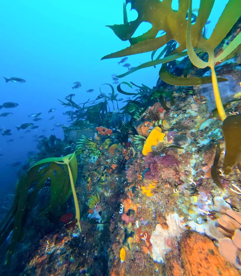 Scuba Dive in Cape Town: 2 Dives for certified divers - The boat ride and the False Bay setting