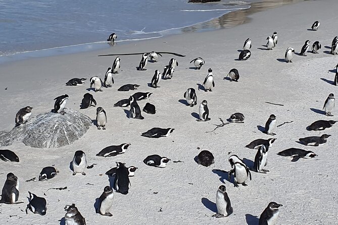 Seal Island,Cape of Good Hope&Penguins Shared Tour,From Cape Town - Bo-Kaap, Camps Bay, and the Atlantic seaboard