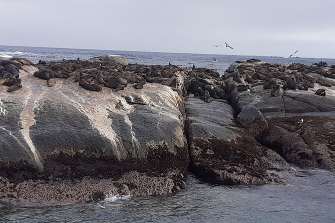 Seal Island,Cape of Good Hope&Penguins Shared Tour,From Cape Town - Chapman’s Peak Drive and Noordhoek